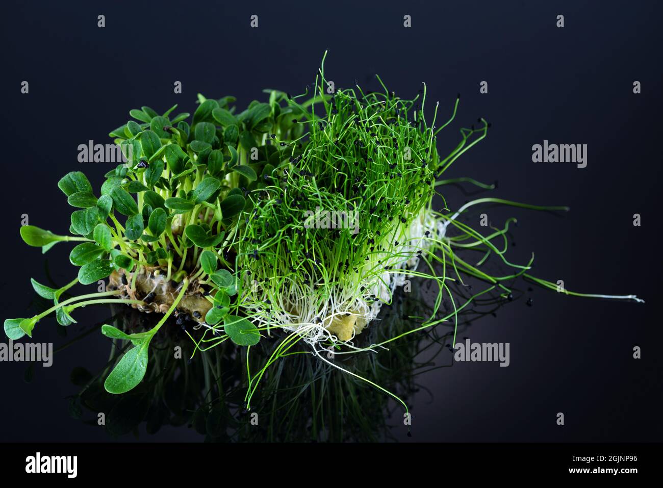 Microgreens of sunflower and onion on a black background close up Stock