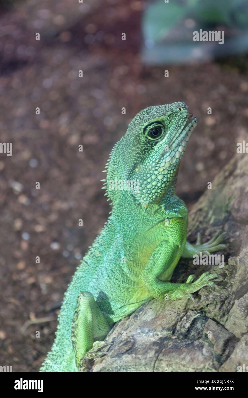 Asian water dragon hires stock photography and images Alamy