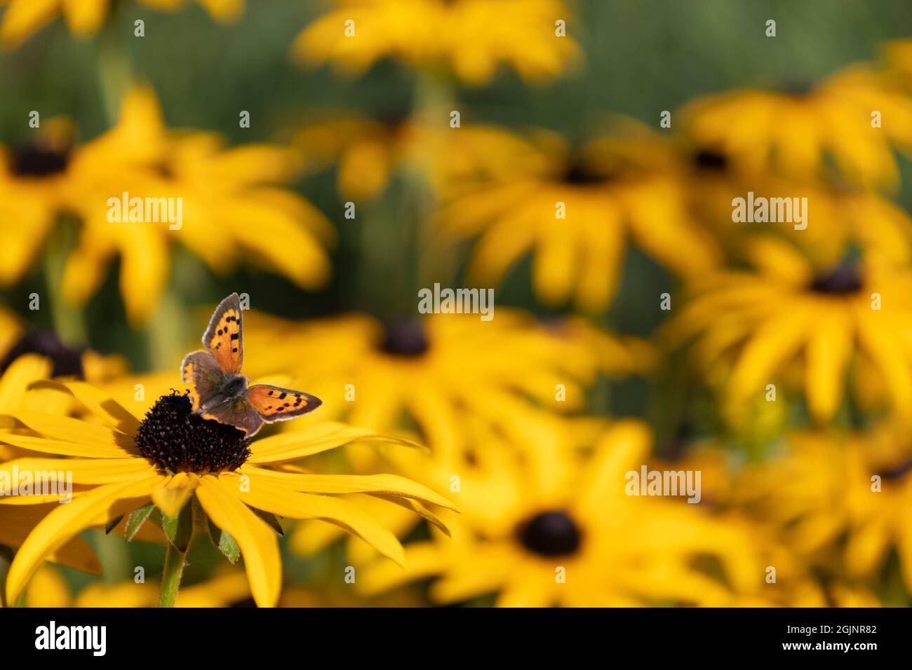 Small Copper on Black-eyed Susan Stock Photo