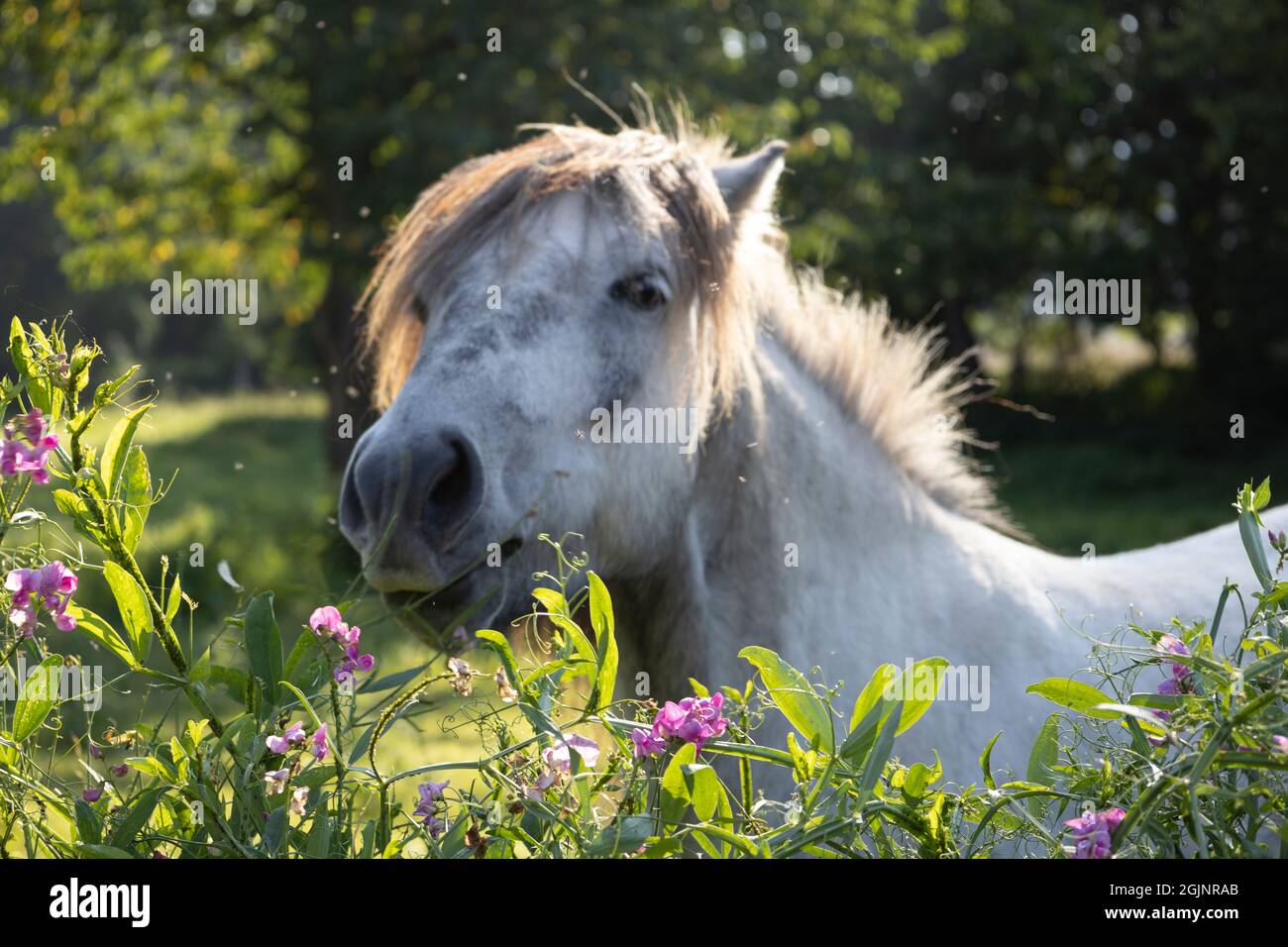 Icelandic Horse feeding on Garden Vetch Stock Photo