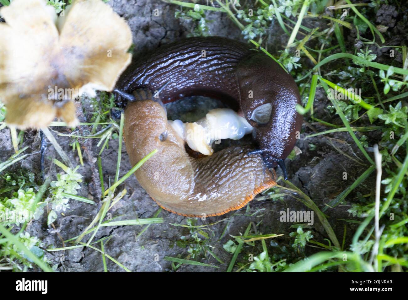 Roundback Slugs mating Stock Photo