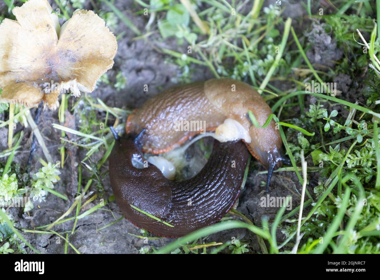 Roundback Slugs mating Stock Photo