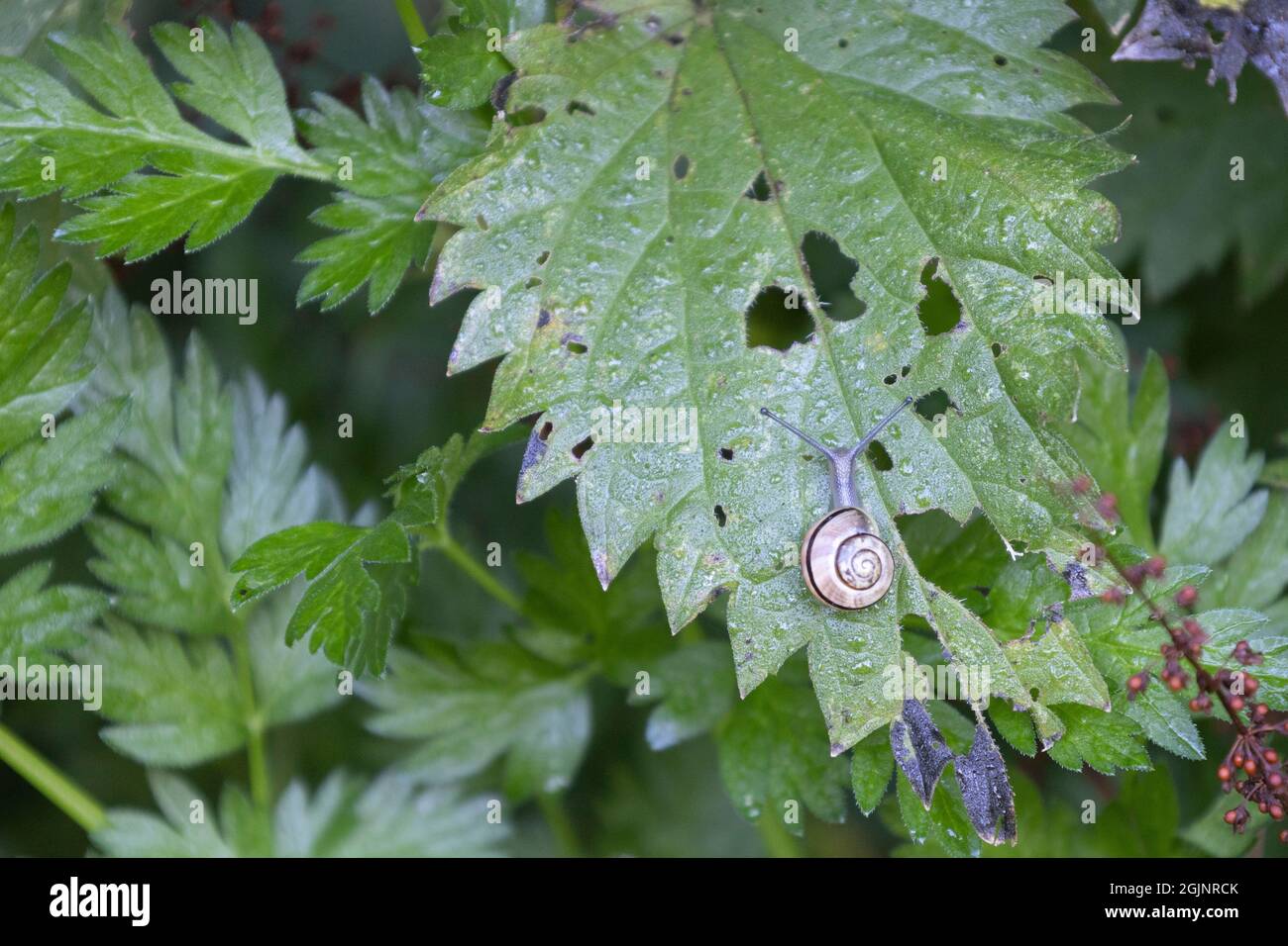 Little Snail on Stinging Nettle Stock Photo