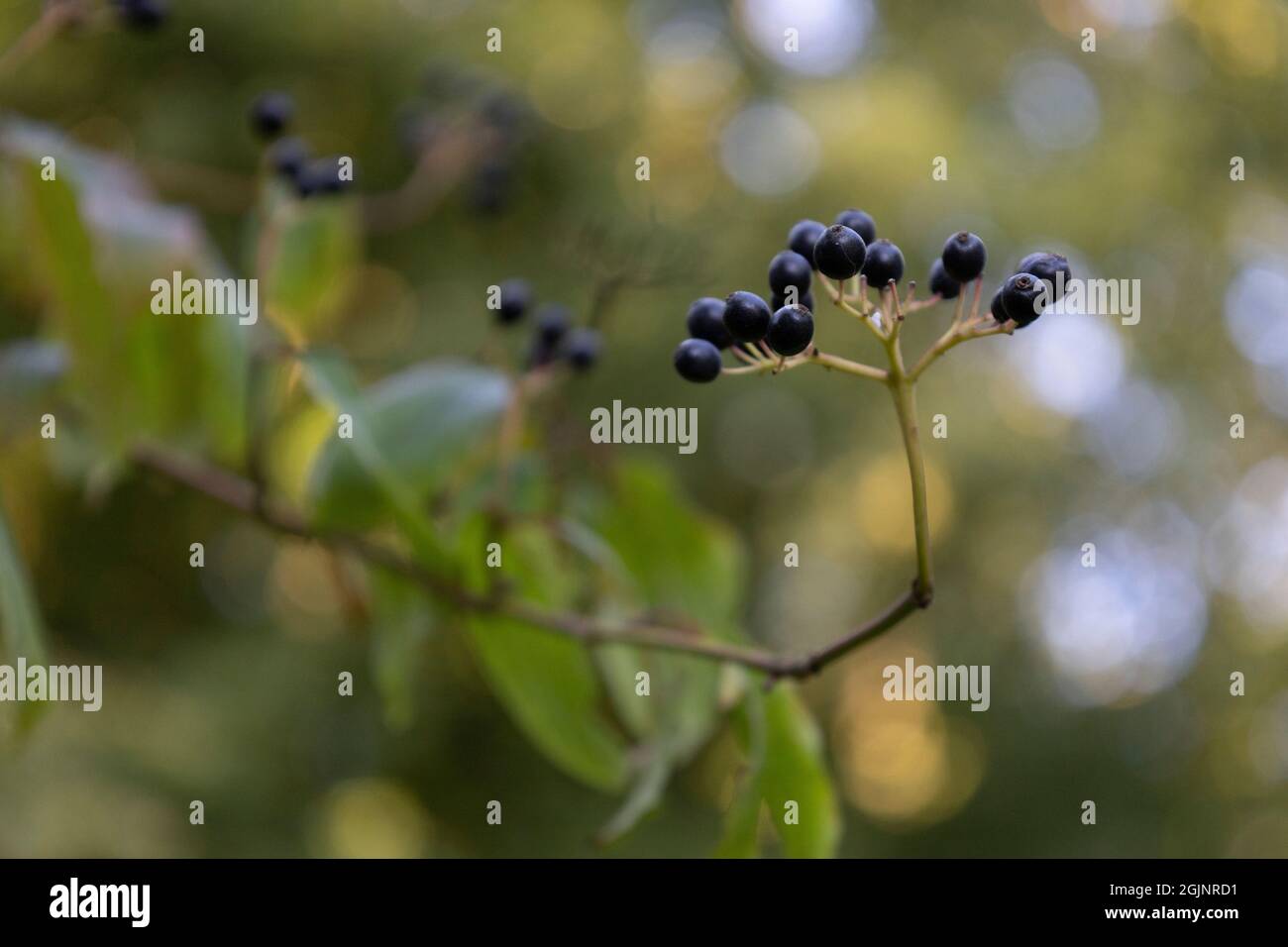 Wayfaring Tree - berries Stock Photo