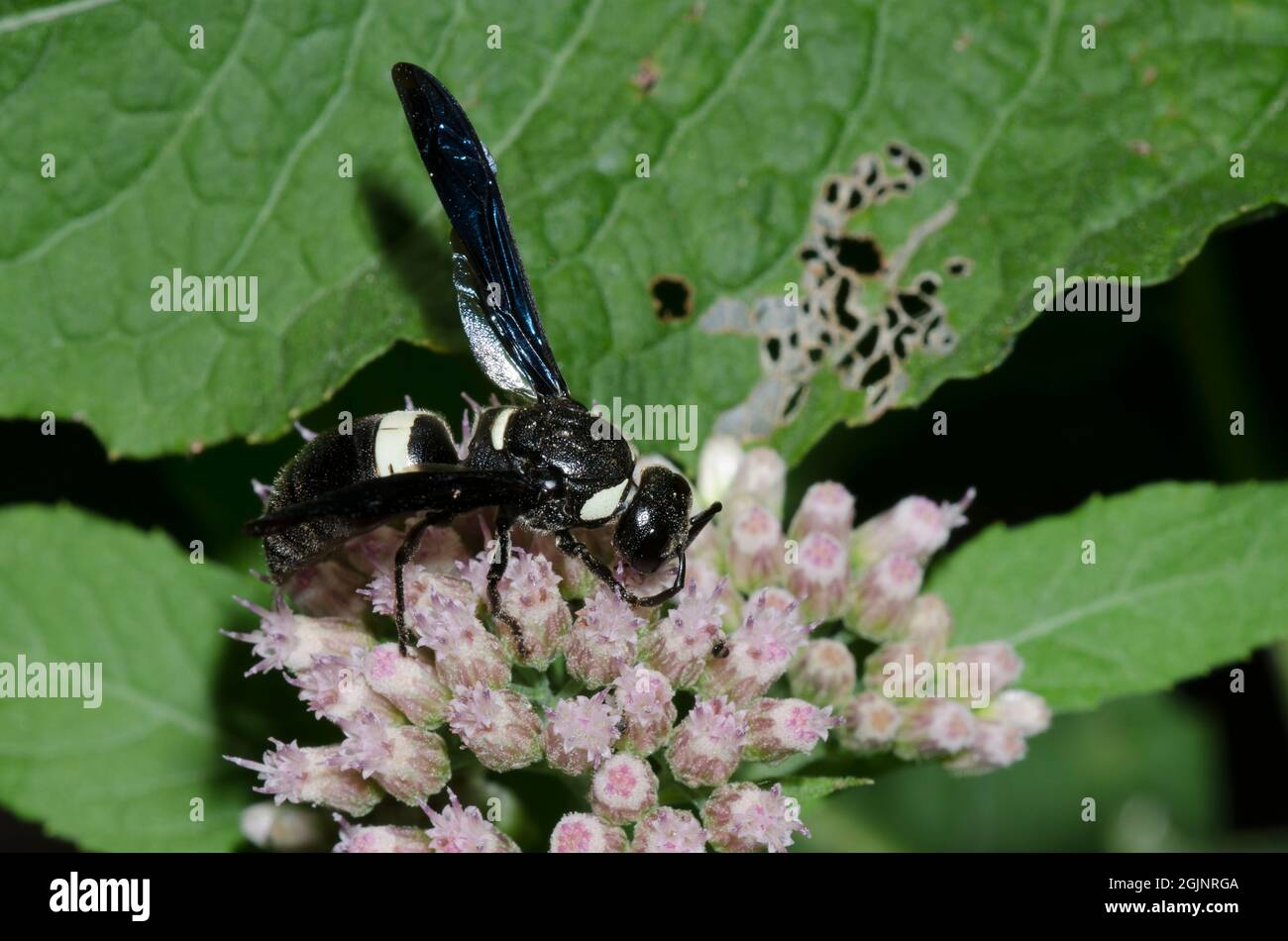 Four-toothed Mason Wasp, Monobia quadridens, foraging on Saltmarsh Fleabane, Pluchea odorata Stock Photo