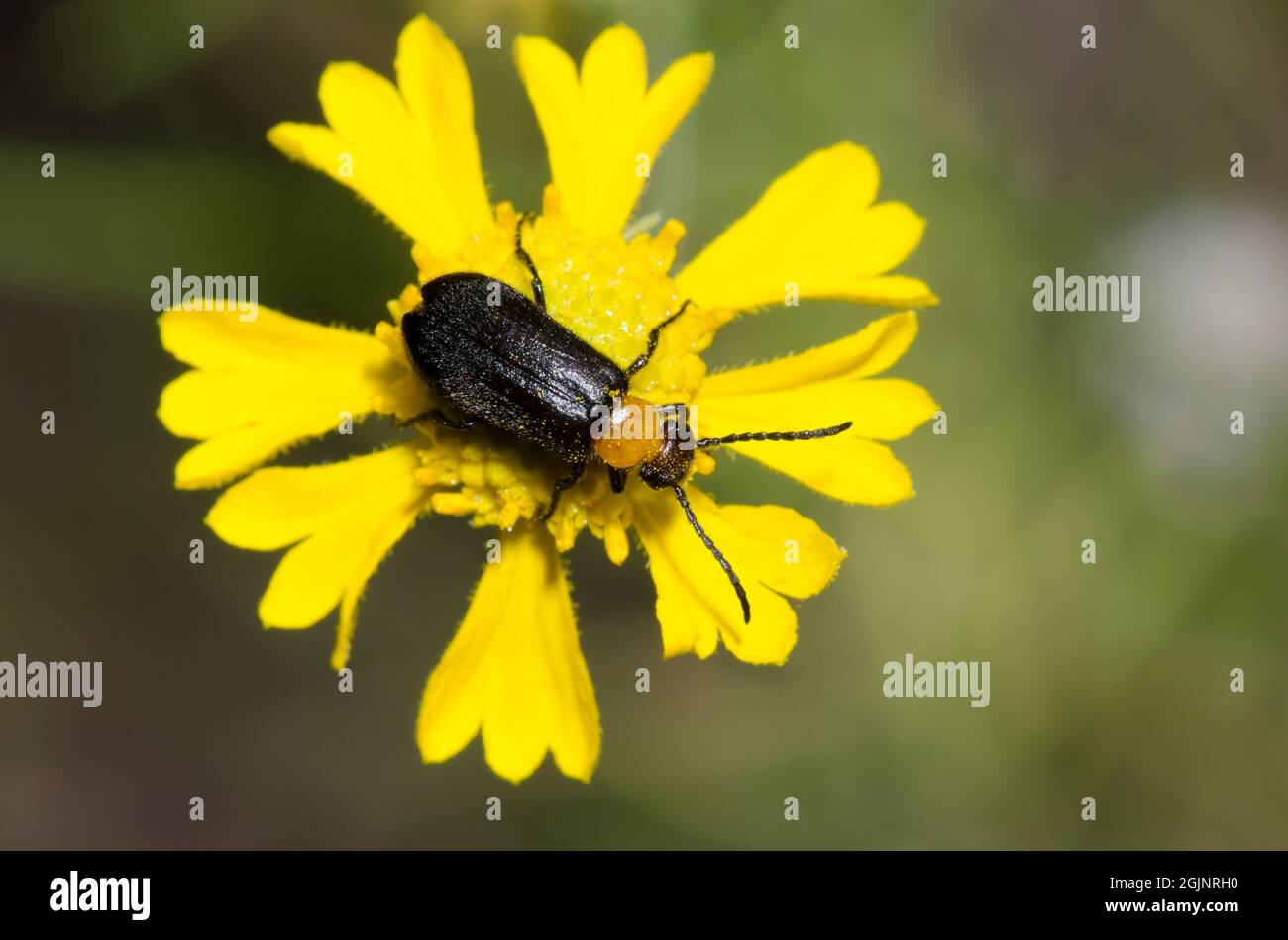 Blister Beetle, Nemognatha nemorensis, foraging on Yellow Sneezeweed, Helenium amarum Stock Photo