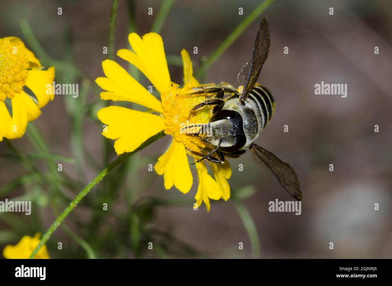 Leaf-cutter Bee, Megachile sp., foraging on Yellow Sneezeweed, Helenium amarum Stock Photo