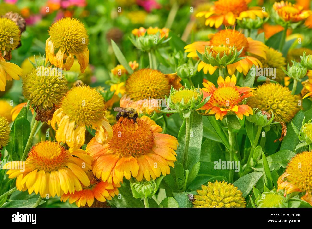 Common Eastern Bumblebee gathers pollen from a patch of Indian Blanket flowers. Stock Photo