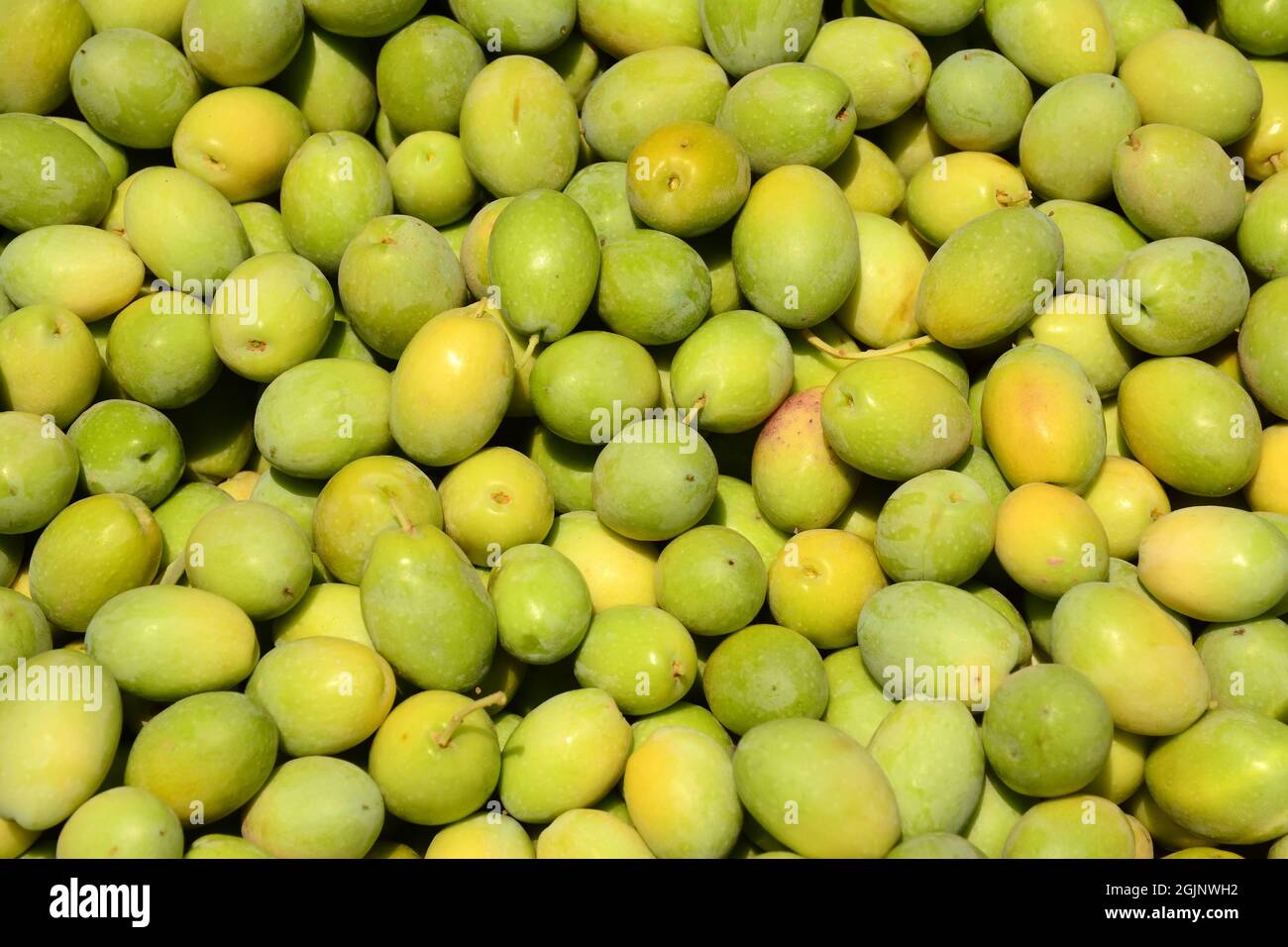 Fresh olives just picked Stock Photo Alamy
