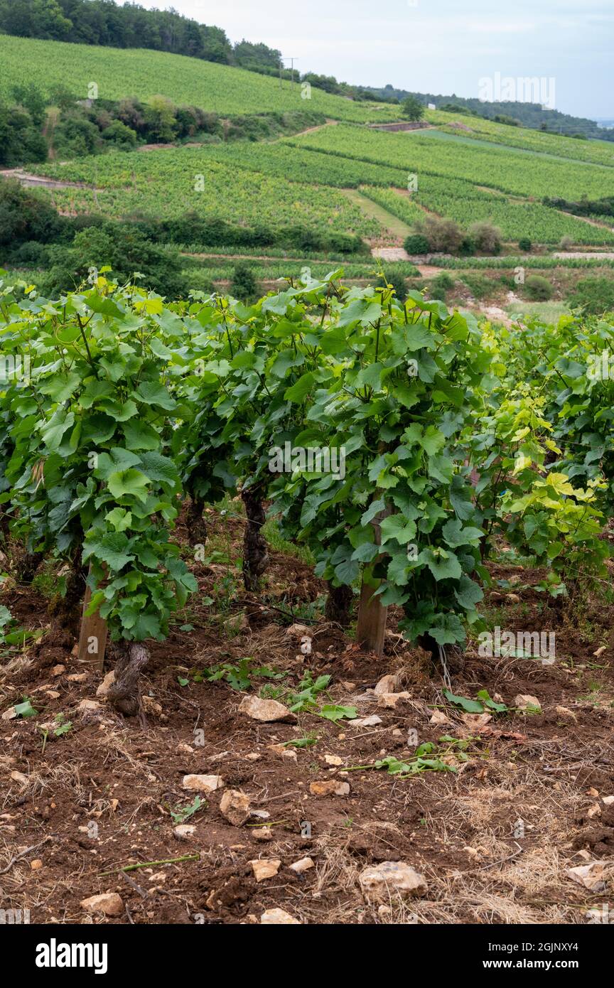 Green Rows Pinot Green grand cru and premier cru vineyards with rows of pinot noir ...