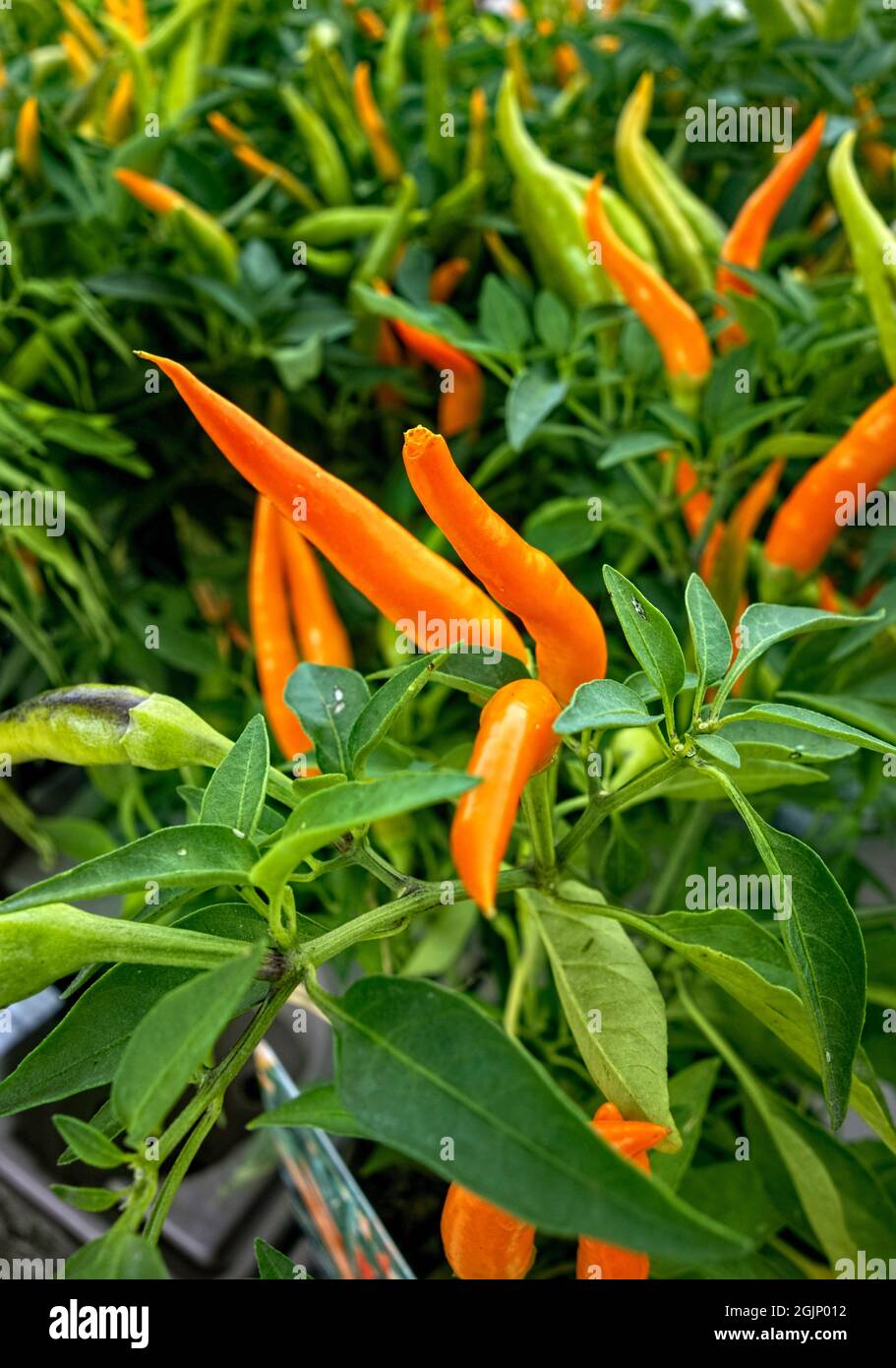 Orange Chilli Peppers growing in pots Stock Photo Alamy