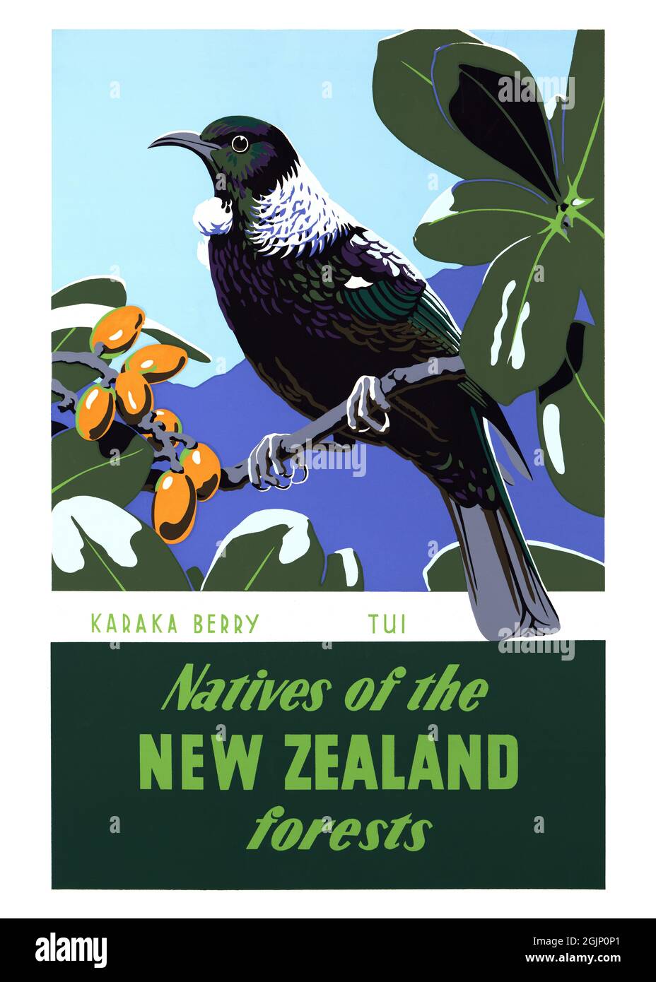 Natives of the New Zealand forests. Karaka berry, tui. Artist unknown (Marcus King?). Restored vintage poster published in the 1950s in New Zealand. Stock Photo