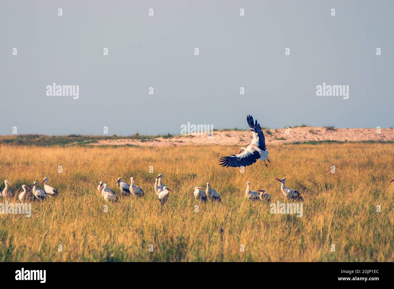 North american stork hi-res stock photography and images - Alamy