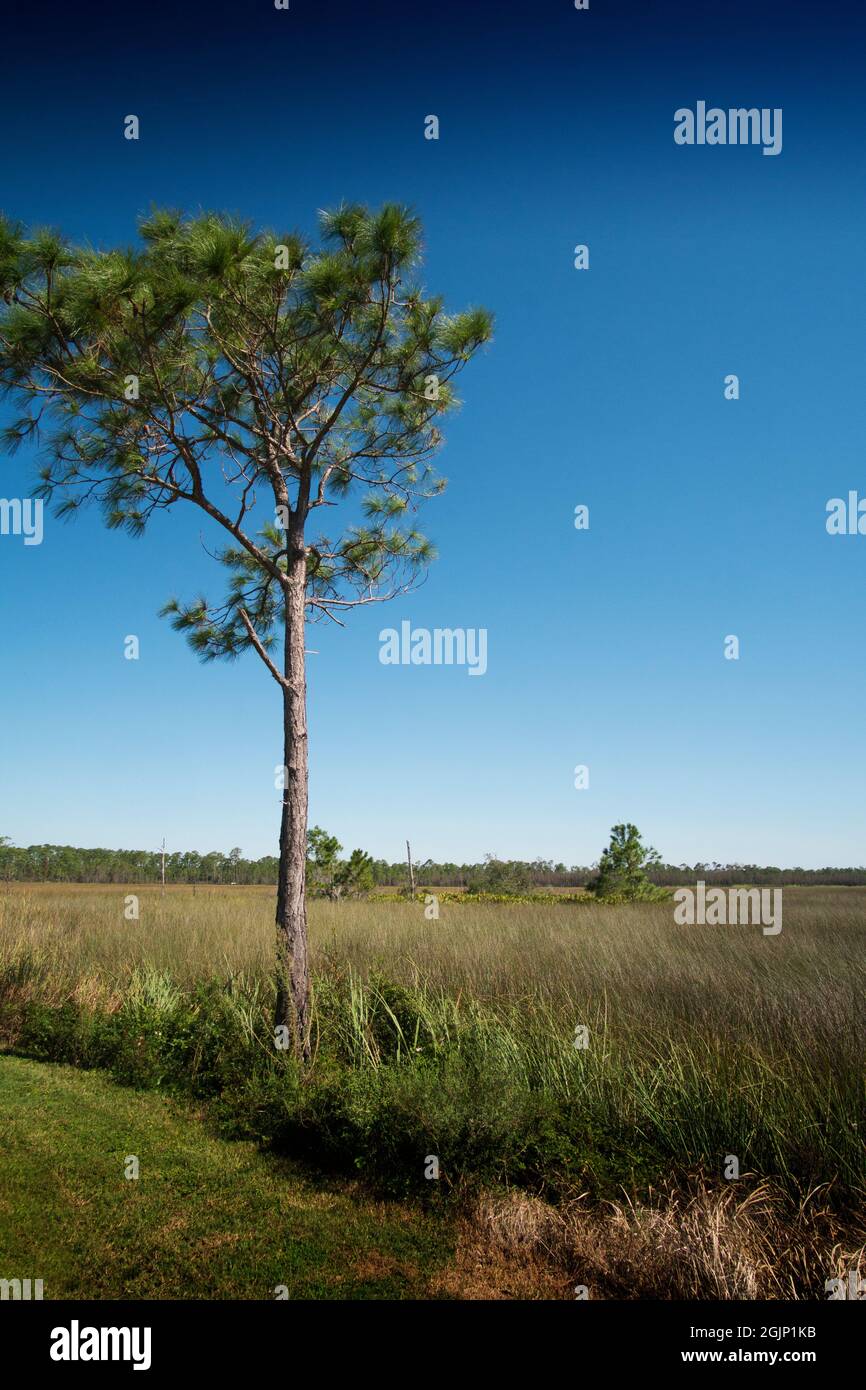 Late morning at the Gulf State Park, Gulf Shores, Alabama Stock Photo