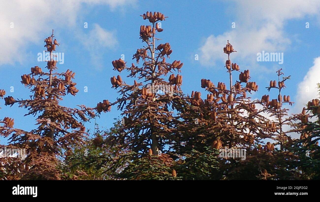 Low angle shot of growing deciduous conifer trees with cones Stock