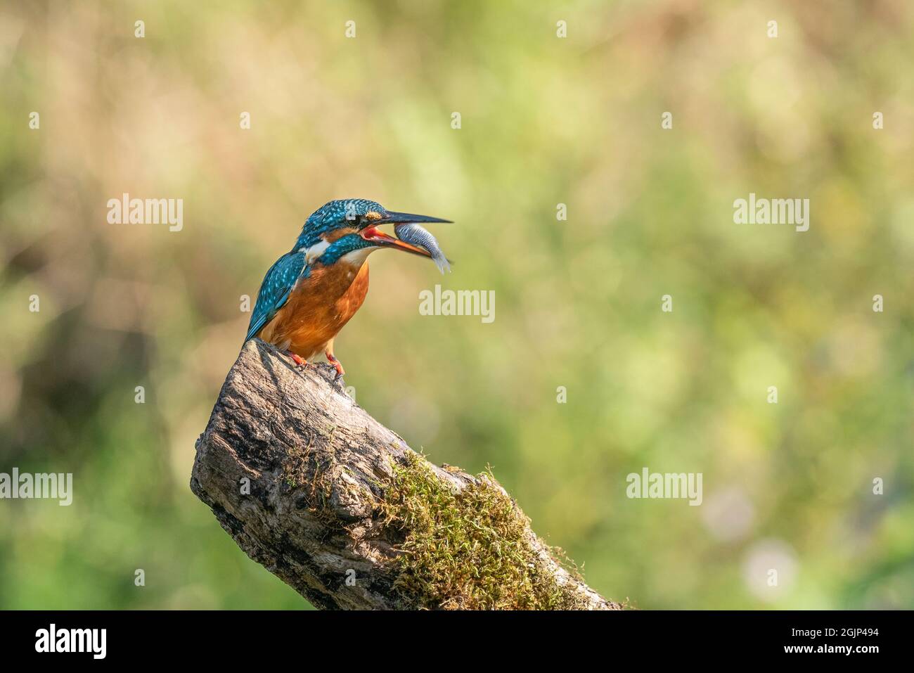 Single common kingfisher hi-res stock photography and images - Page 2 -  Alamy