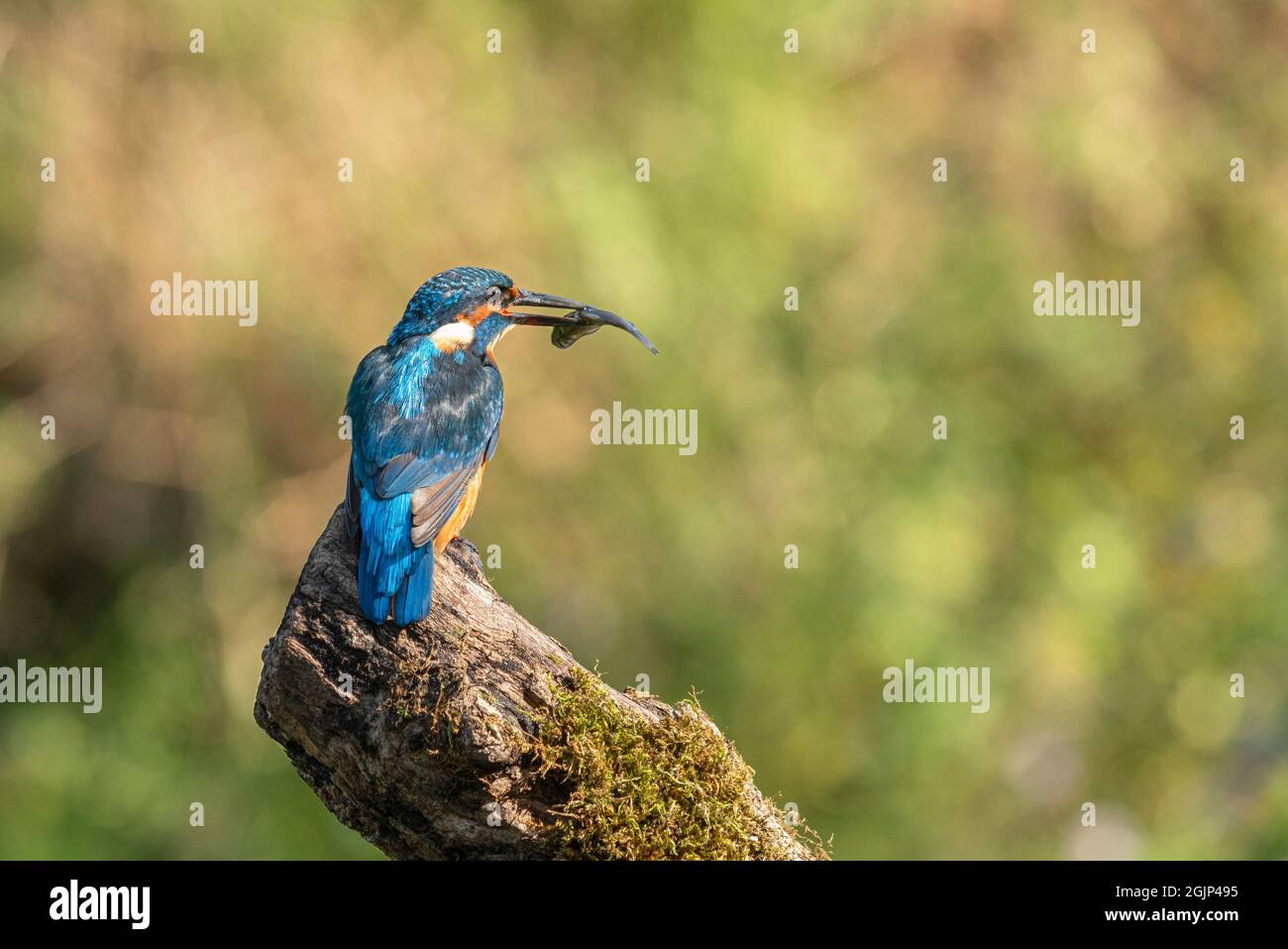 Kingfisher perched on log waiting to dive into water. Stock Photo