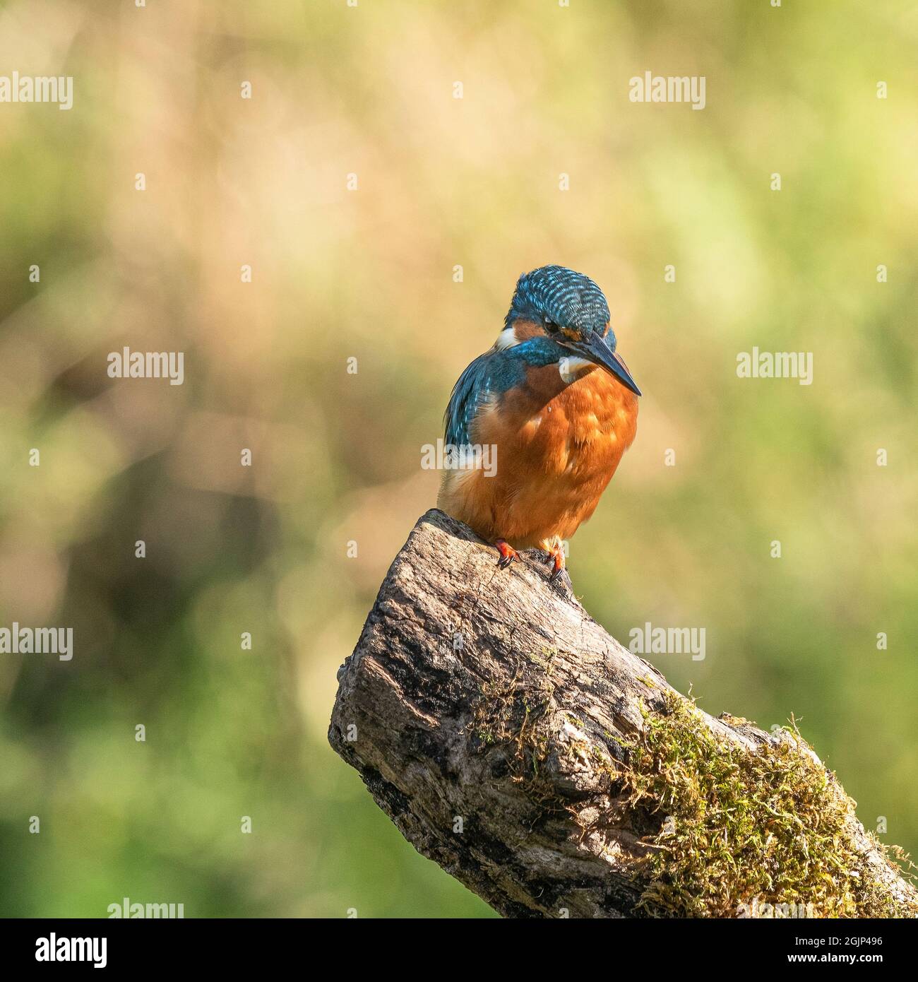 Kingfisher perched on log waiting to dive into water. Stock Photo