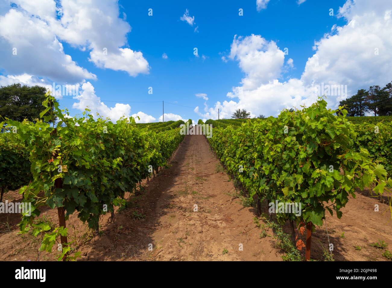 Tuscan vineyard at the end of summer (Italy) Stock Photo