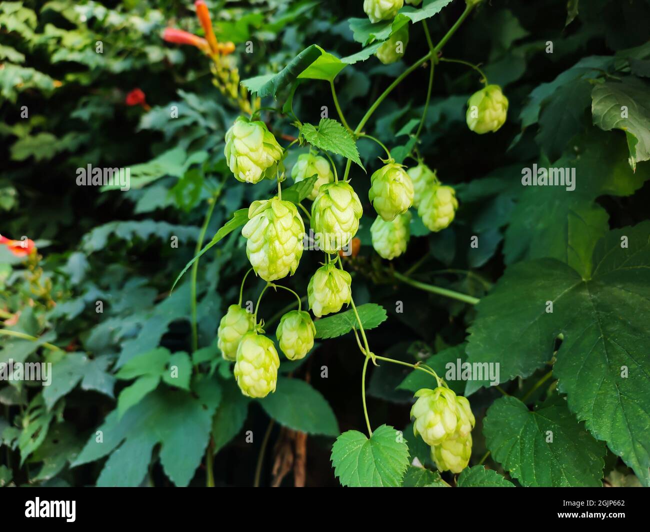 Green fresh hop cones growing on field, ingredients making beer or bread Stock Photo