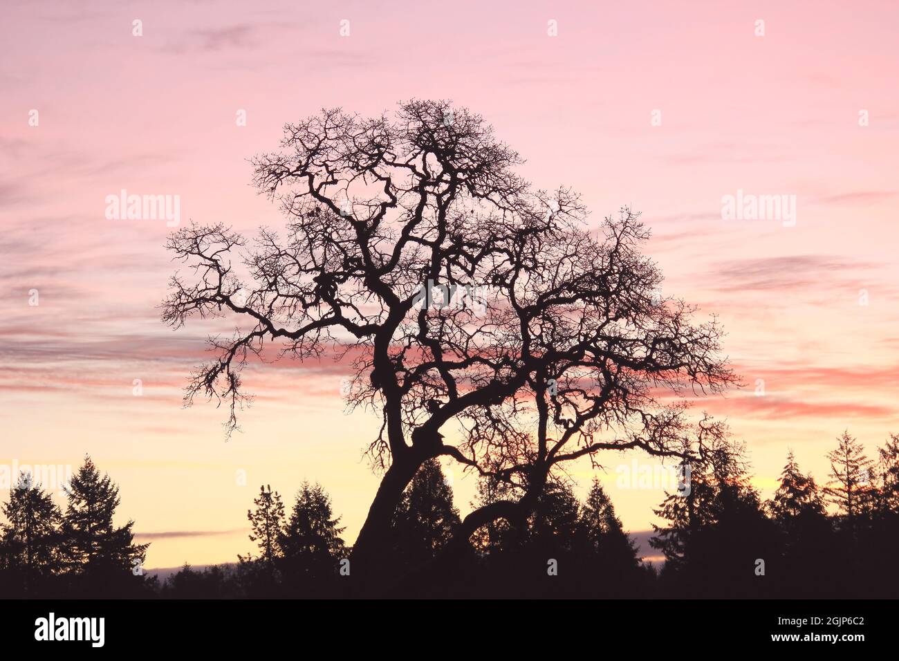 Old oak sunrise silhouette hi-res stock photography and images - Alamy