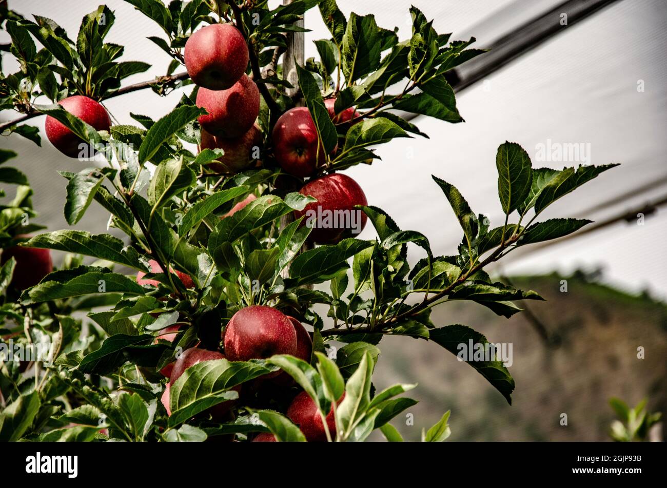 View of delicious red apples hanging on the branch of the tree Stock ...
