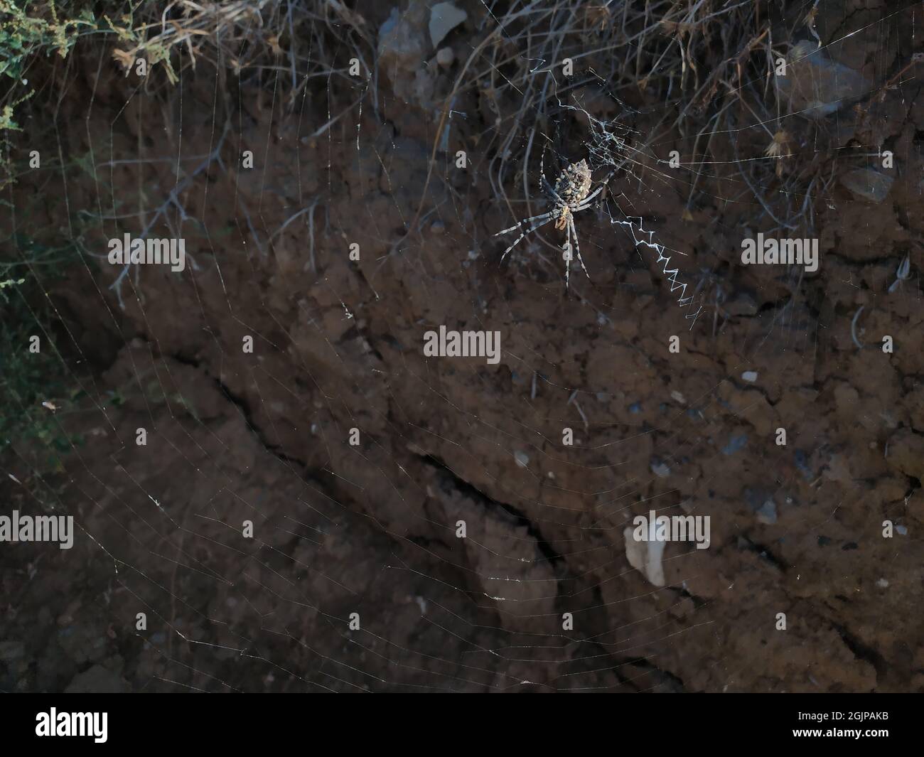 a large steppe spider on a web waiting for a victim Stock Photo