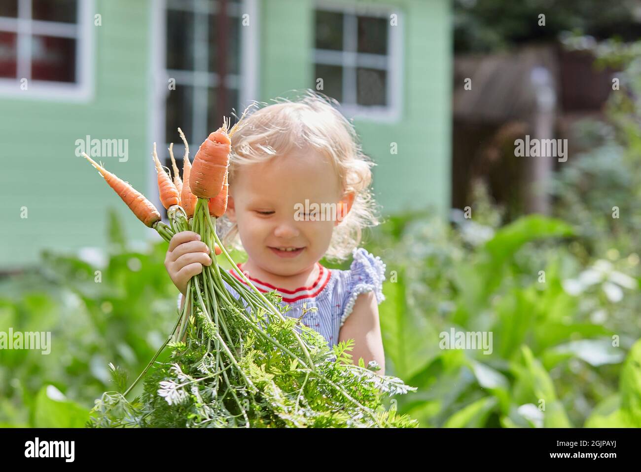 toddler carries an armful of plucked carrots in the garden. Sunny summer happy day. Harvesting in the fall. Copy space Stock Photo