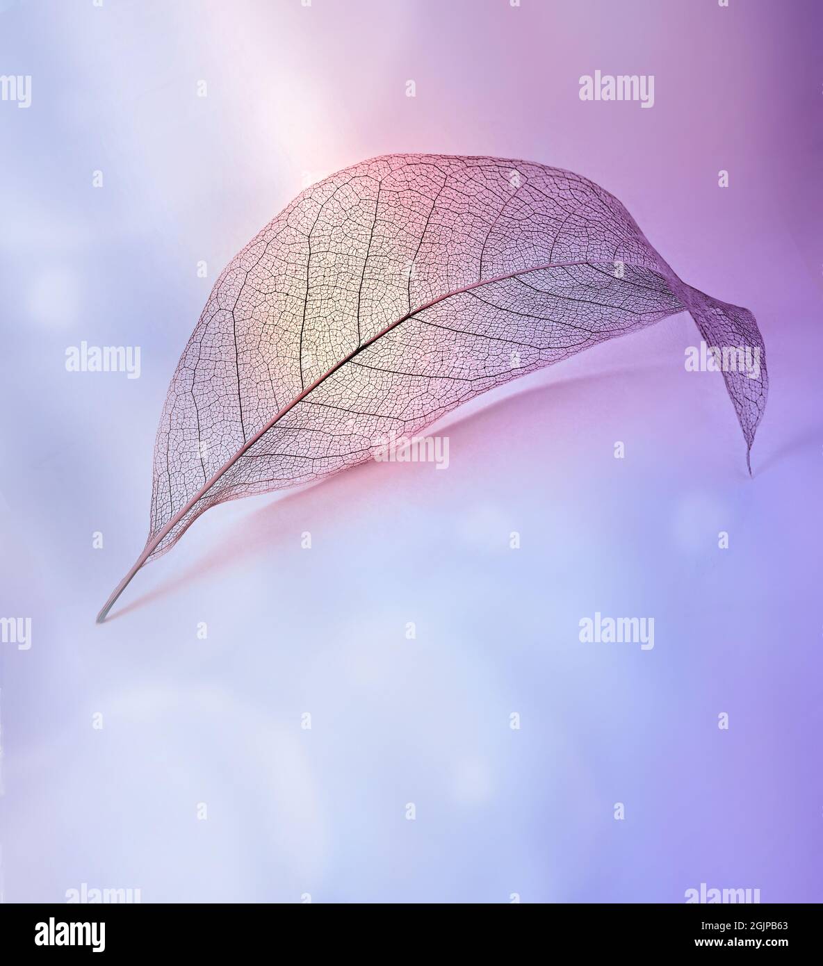 Skeleton leaf on purple background, close up, copy space. Stock Photo