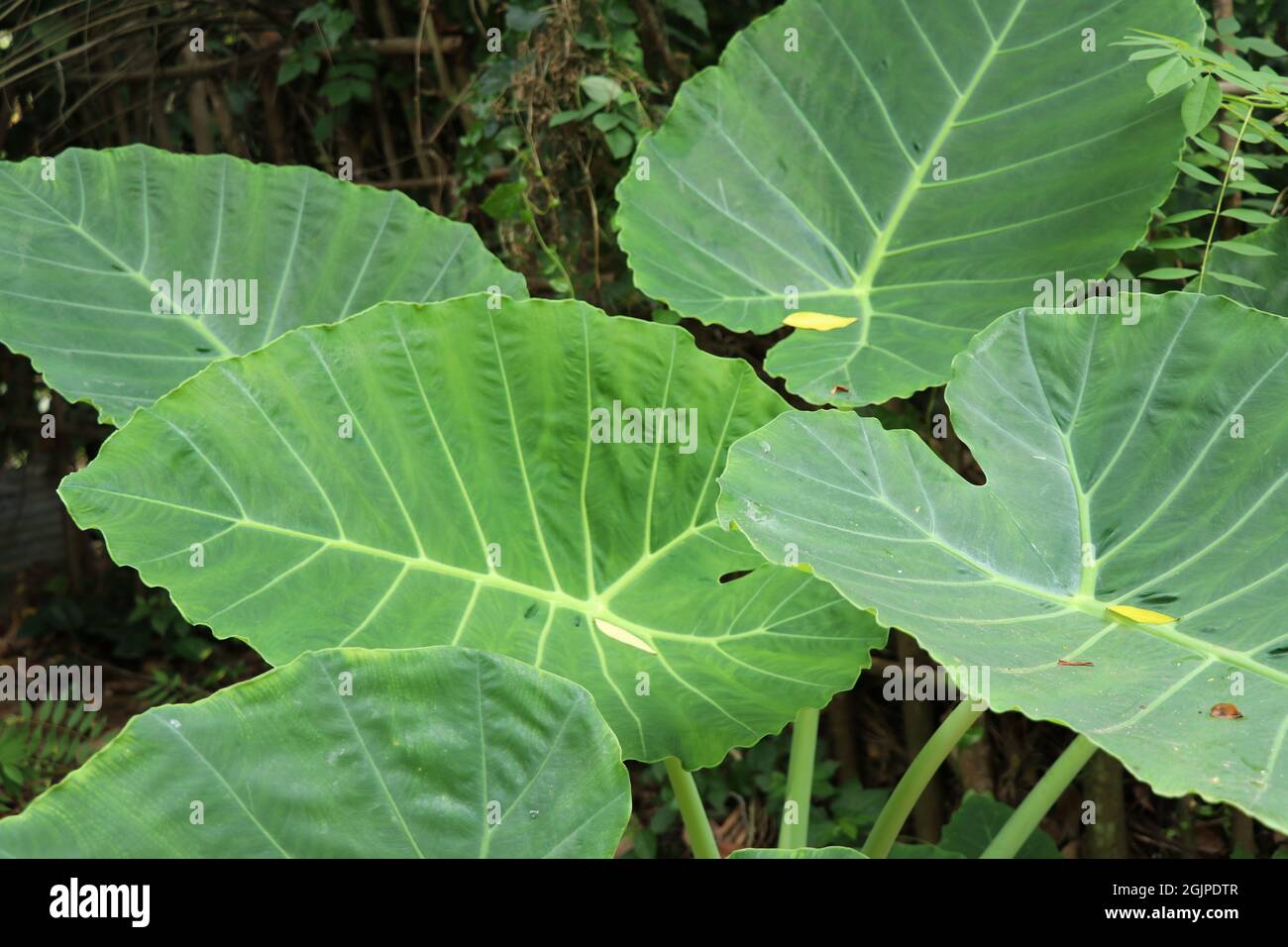 Light yam leave surrounded by green yam leaves Stock Photo Alamy