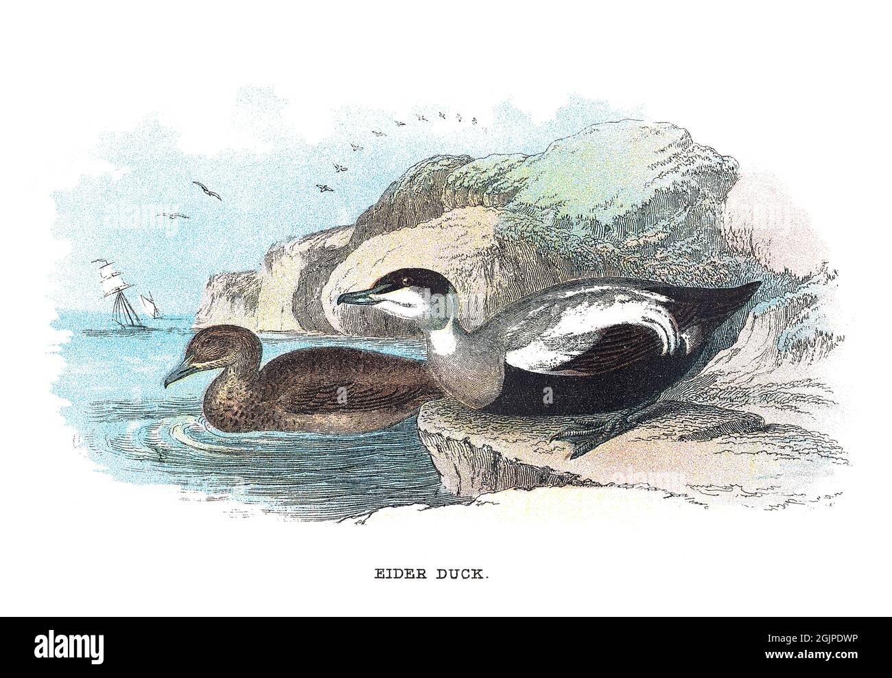 The common eider, Somateria mollissima, also called St. Cuthbert's duck or Cuddy's duck, is a large sea-duck. Stock Photo