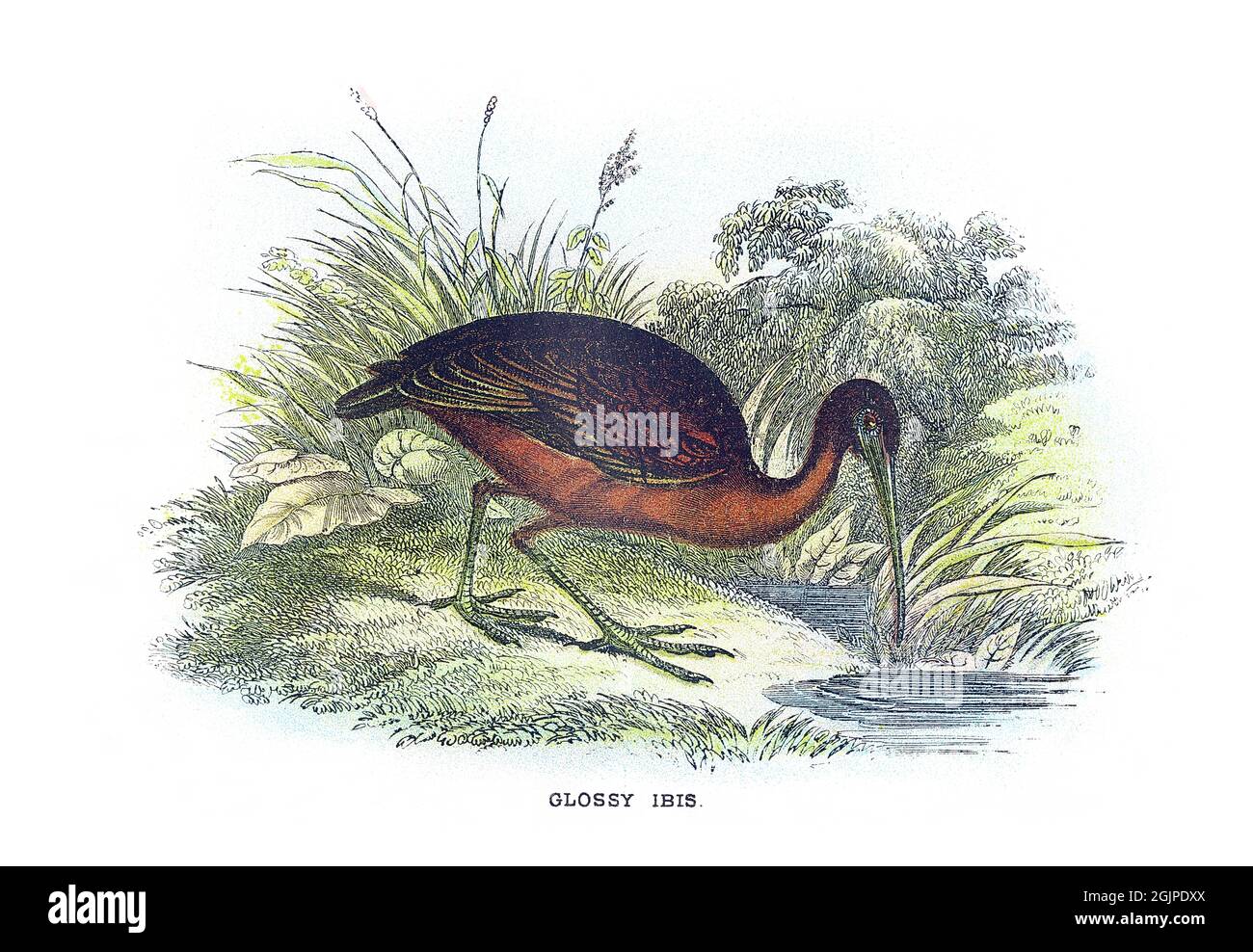 The glossy ibis, Plegadis falcinellus, is a water bird in the order Pelecaniformes and the ibis and spoonbill family Threskiornithidae. Stock Photo