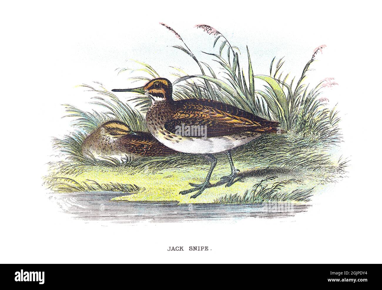 The jack snipe or jacksnipe, Lymnocryptes minimus, is a small stocky wader. It is the smallest snipe, and the only member of the genus Lymnocryptes. Stock Photo