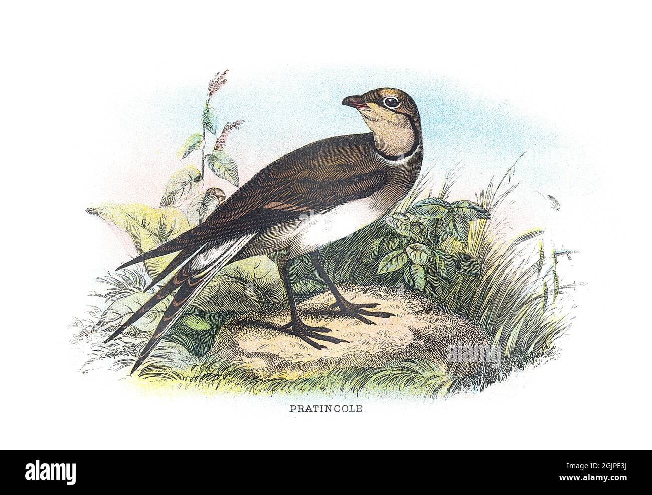 Collared pratincole, Glareola pratincola, also known as the common pratincole or red-winged pratincole, is a wader in the Glareolidae fam. Stock Photo