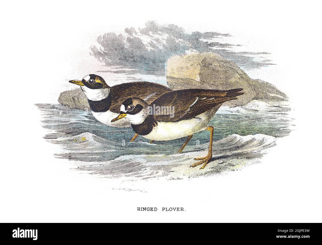 The common ringed plover or ringed plover, Charadrius hiaticula, is a small plover that breeds in Arctic Eurasia. Stock Photo
