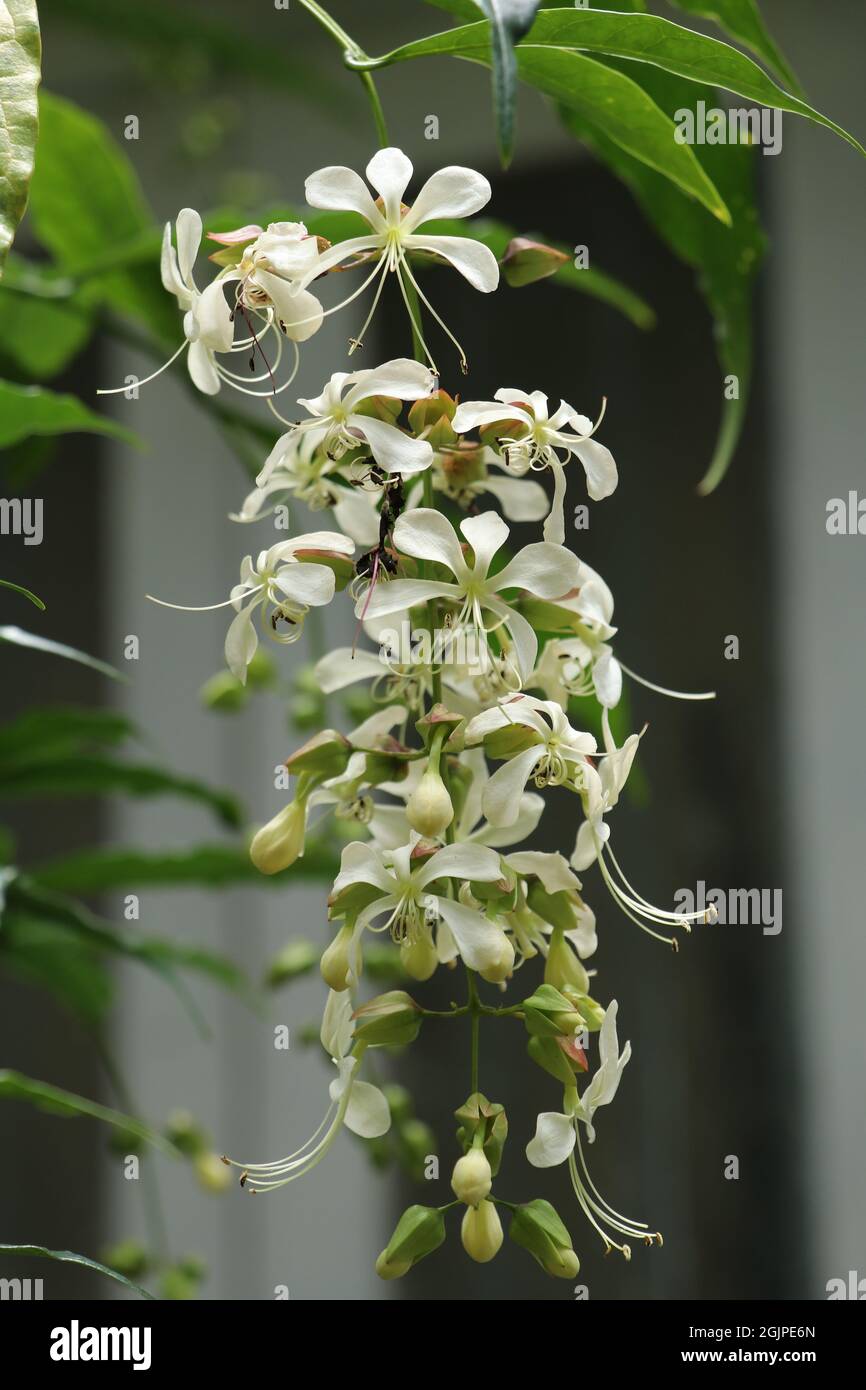 White hanging hires stock photography and images Alamy