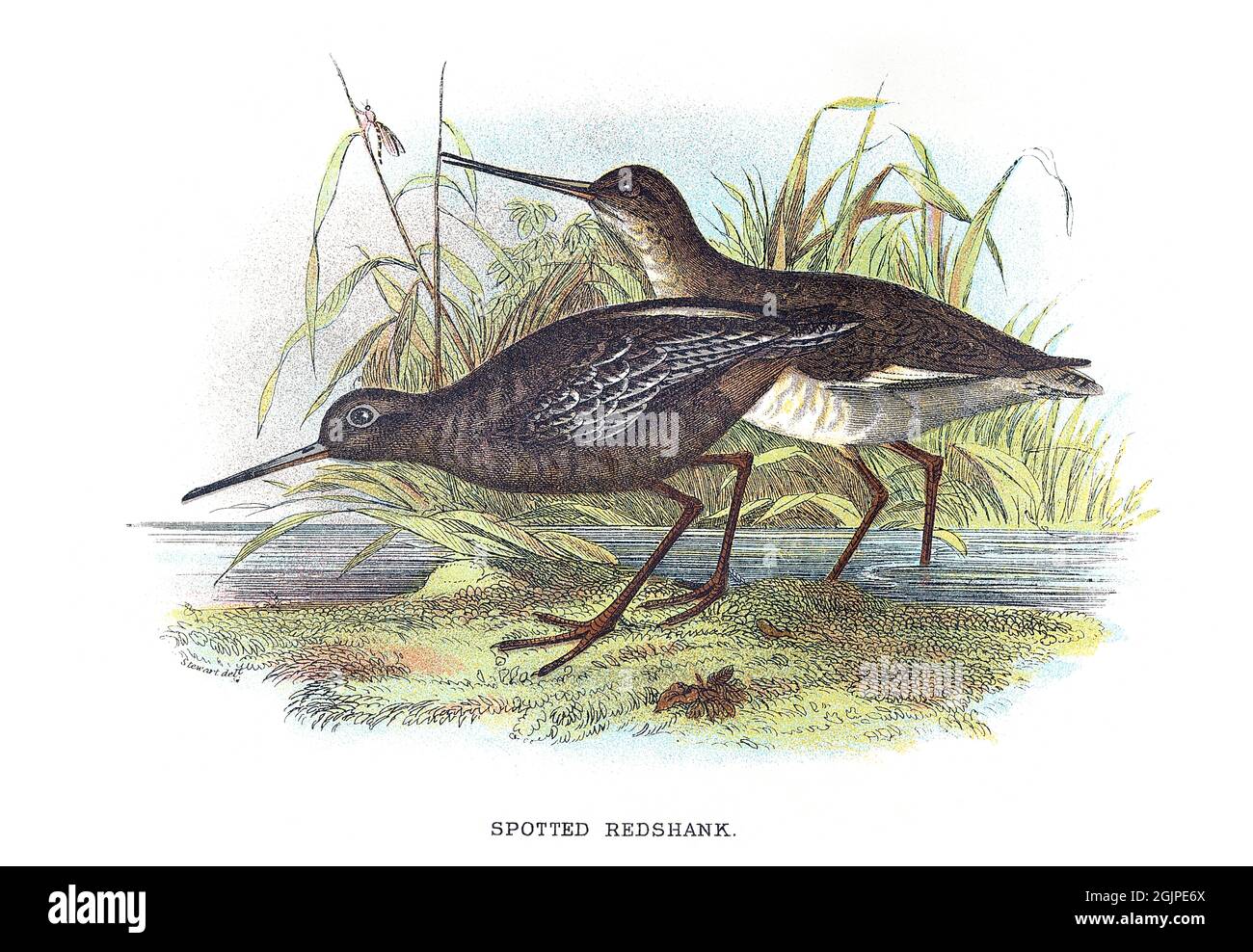 The spotted redshank, Tringa erythropus, is a wader (shorebird) in the large bird family Scolopacidae. Stock Photo