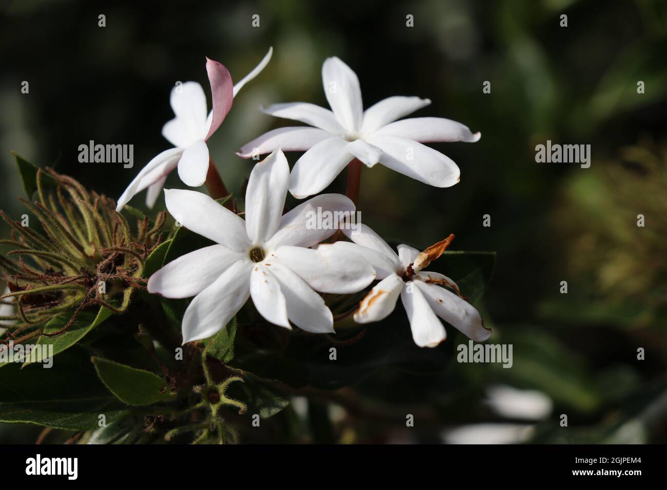 Blooming Jasmins in leafy background Stock Photo