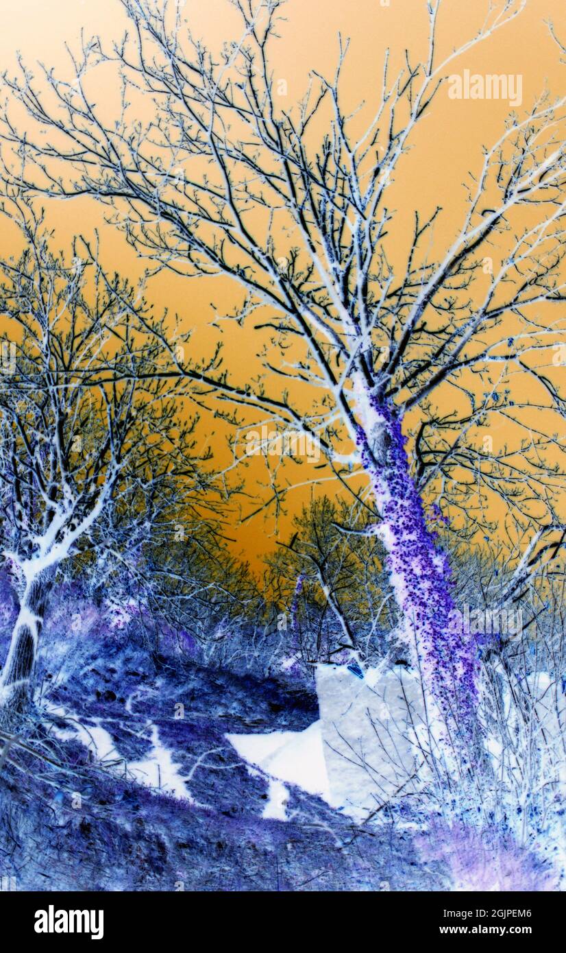Alberi nell'entroterra ligure, elaborazione grafica Stock Photo
