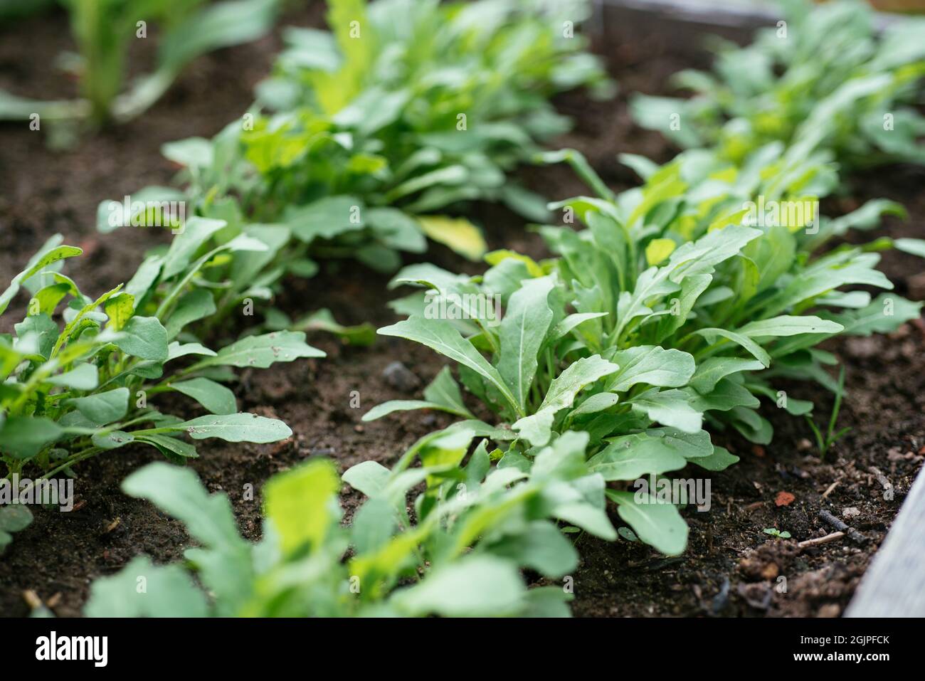 Wild rocket plants in a raised bed. Stock Photo