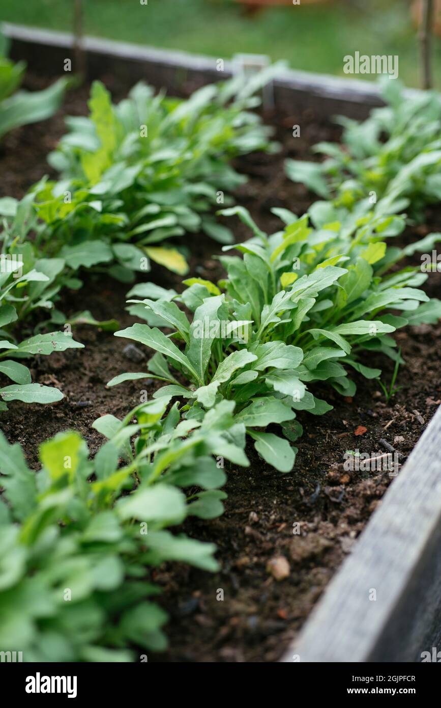 Wild rocket plants in a raised bed. Stock Photo