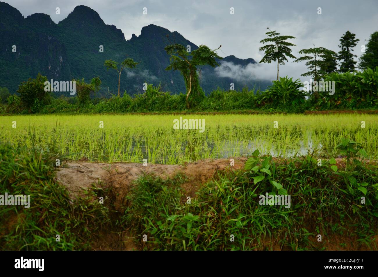 Laos Rice field betwee mountains with Rice Hut early in the moring. Asia food growing Stock Photo