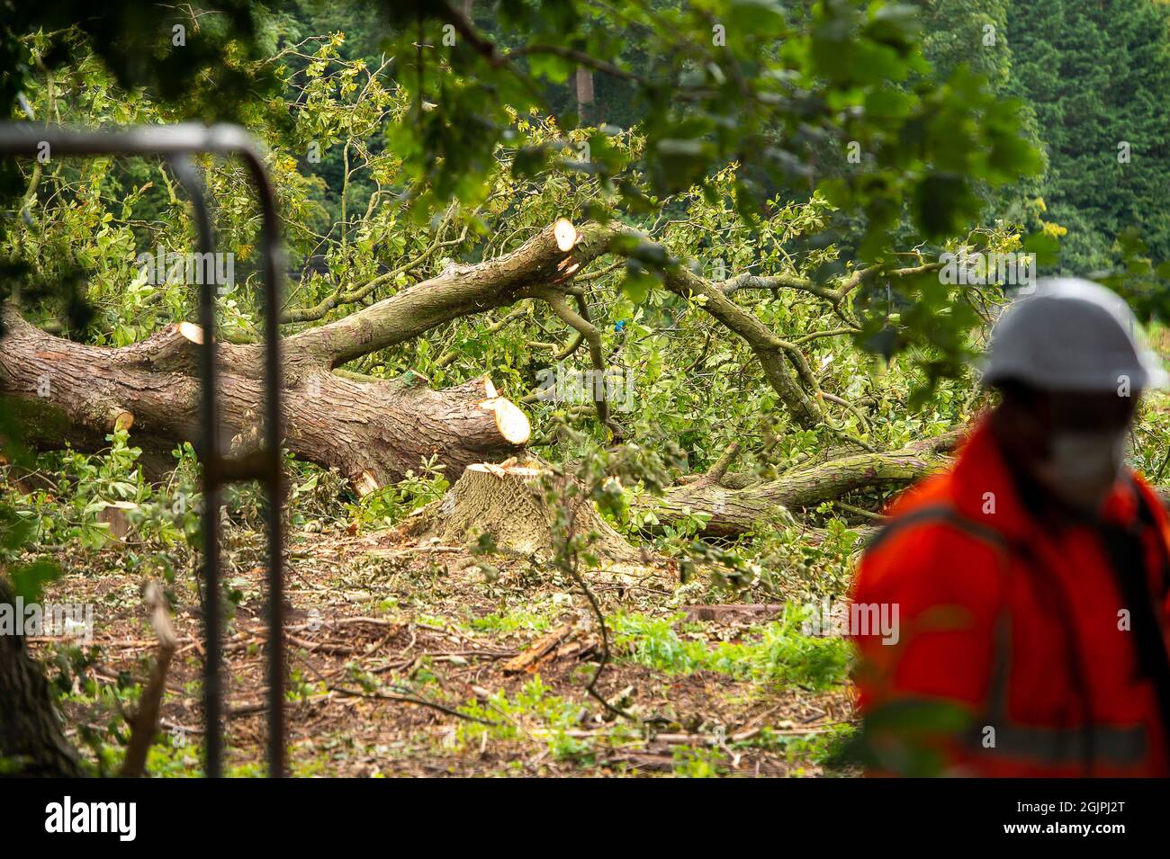 Aylesbury, Buckinghamshire, UK. 9th September, 2021. Limbs of a tree felled by HS2. Huge areas of wildlife habitats have been destroyed by HS2. The High Speed Rail puts 108 ancient woodlands, 693 wildlife sites and 33 SSSIs at risk. Credit: Maureen McLean/Alamy Live News Stock Photo