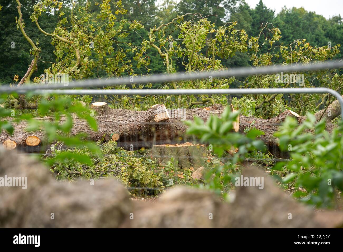 Aylesbury, Buckinghamshire, UK. 9th September, 2021. Limbs of a tree felled by HS2. Huge areas of wildlife habitats have been destroyed by HS2. The High Speed Rail puts 108 ancient woodlands, 693 wildlife sites and 33 SSSIs at risk. Credit: Maureen McLean/Alamy Live News Stock Photo