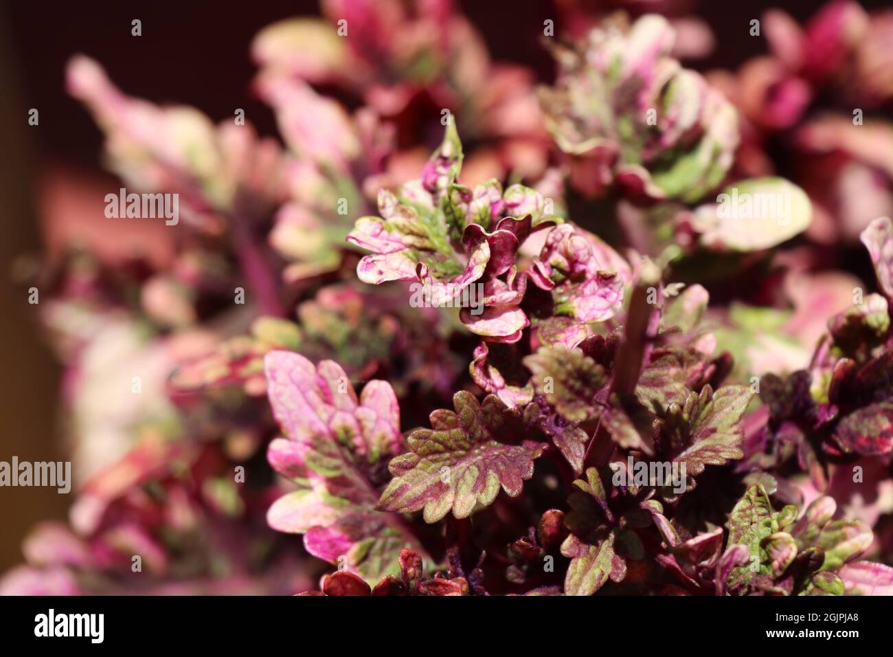 Beautiful texture of  Coleus plant Stock Photo