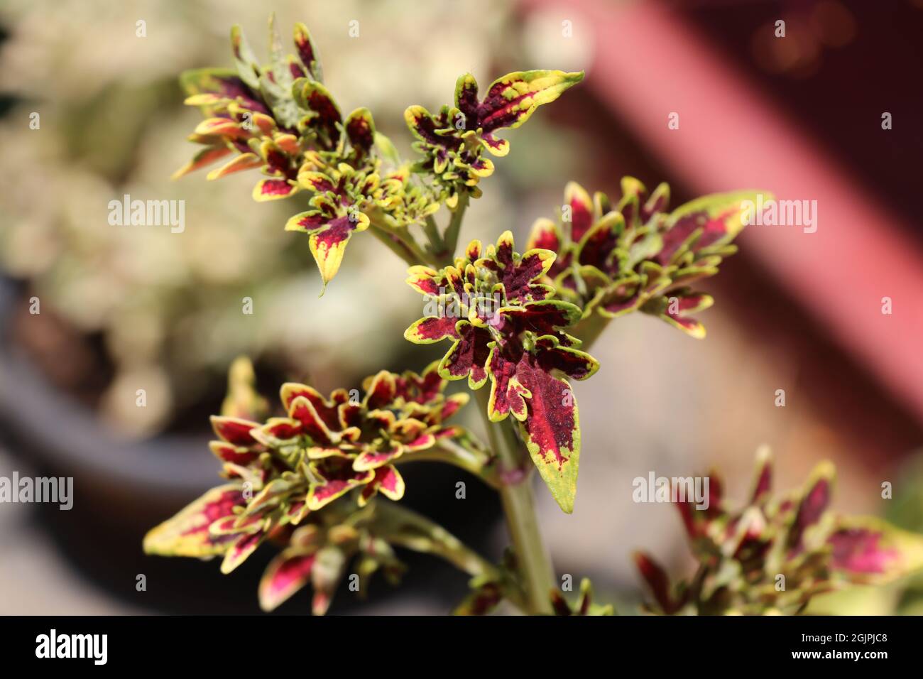 Beautiful Coleus leaves in colorful background Stock Photo