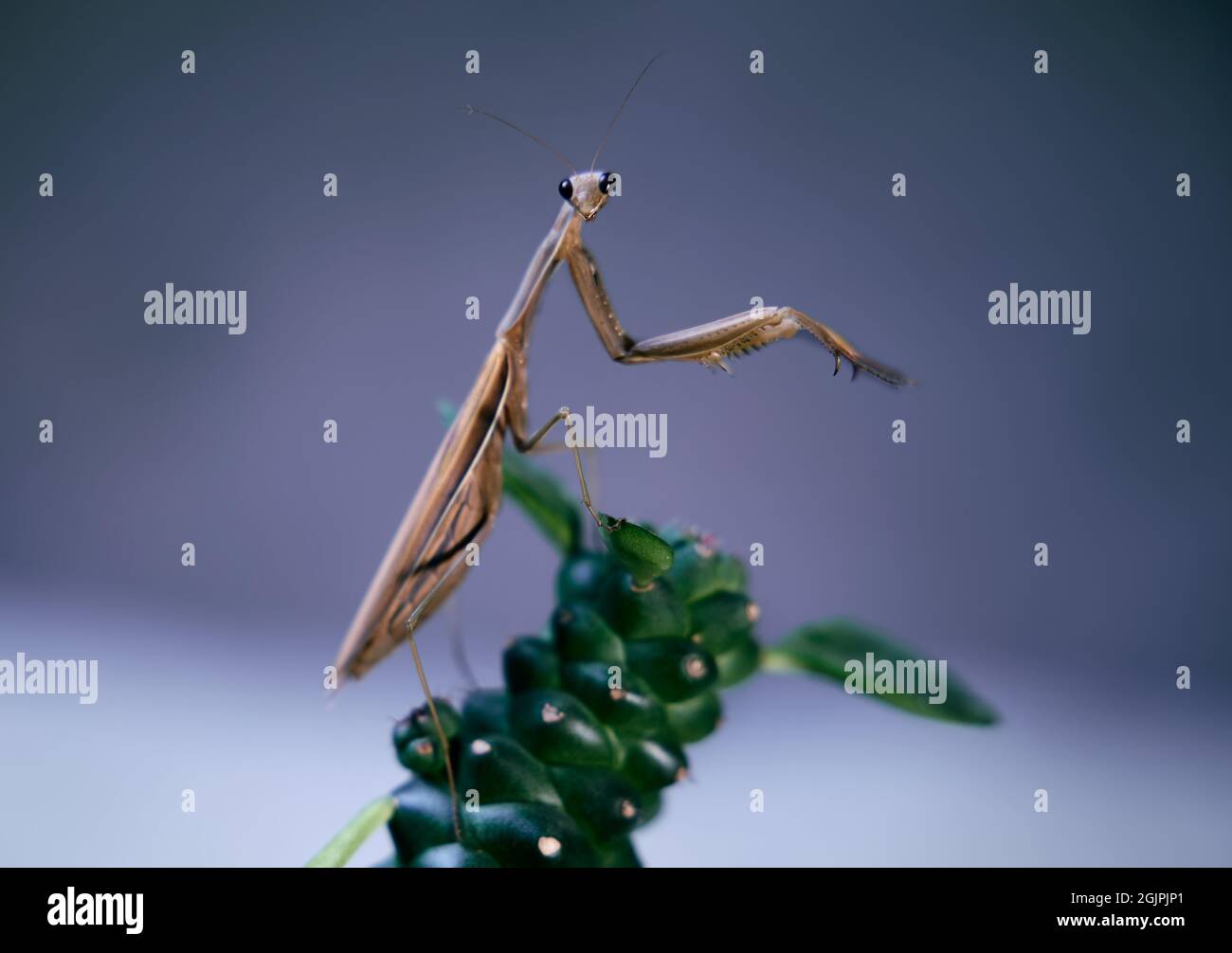 Portret of  Praying mantis on a dry plants.  Colored, full frame Stock Photo