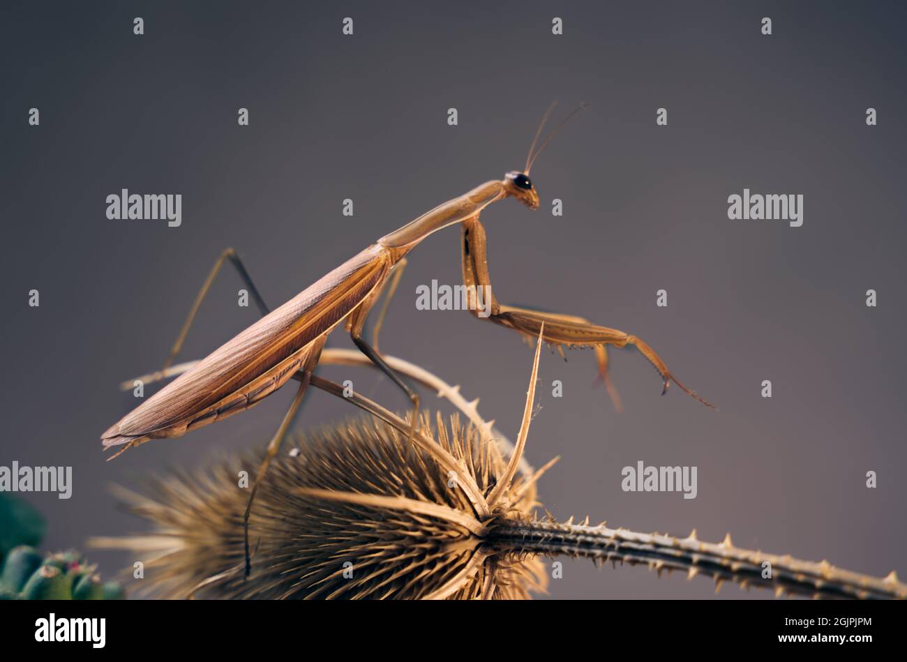 Close- up photo Praying mantis on a dry plants. Colored, full frame. Stock Photo