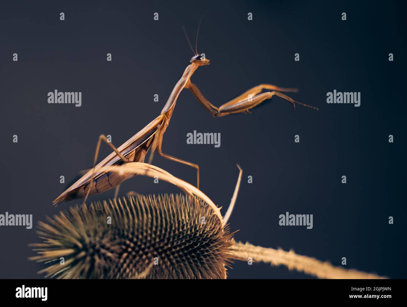 Close- up photo Praying mantis on a dry plants. Stock Photo