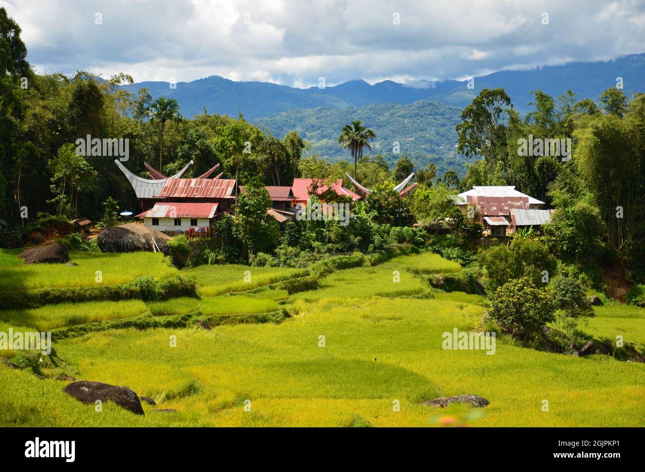 tongkonan houses at Toraja village in mountainous region of South Sulawesi, Indonesia Stock Photo